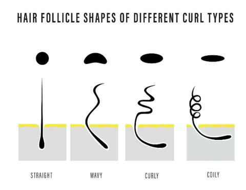 hair follicle difference between wavy hair and curly hair